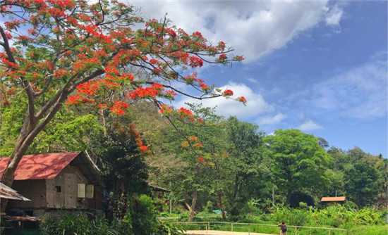 泰国最特别的大树，不仅可以坐，树上还有个咖啡屋