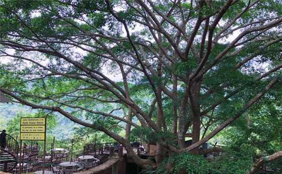 泰国最特别的大树，不仅可以坐，树上还有个咖啡屋2