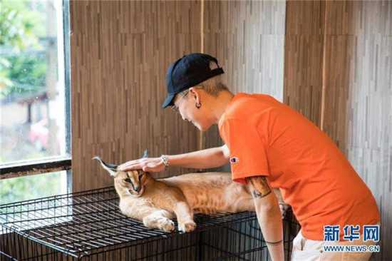 一名顾客在曼谷动物咖啡馆和一只狞猫互动