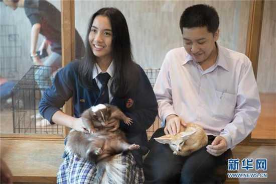 顾客在曼谷动物咖啡馆和小动物互动