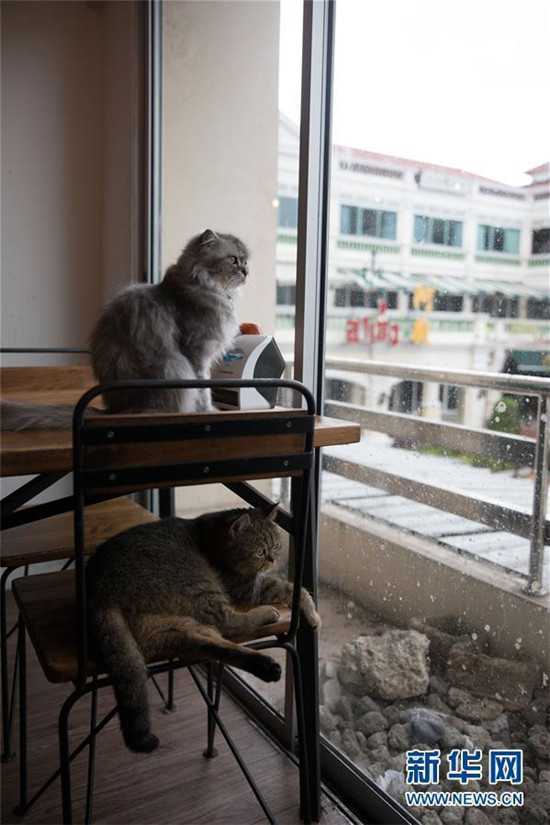 曼谷动物咖啡馆的两只猫