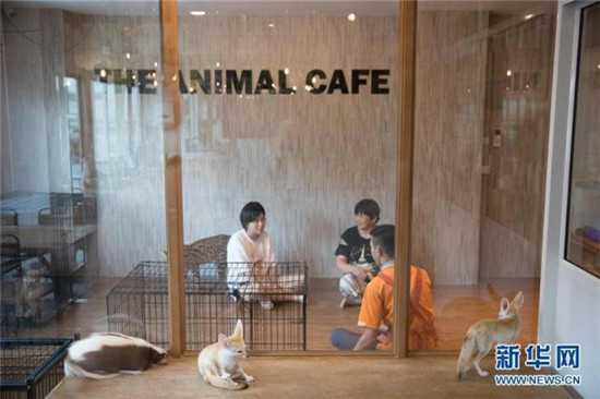 动物咖啡馆内景