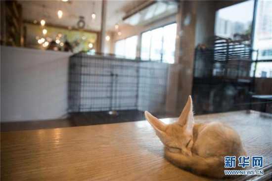 一只阔耳狐在曼谷动物咖啡馆休息