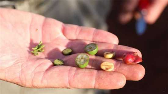 肯尼亚咖啡豆