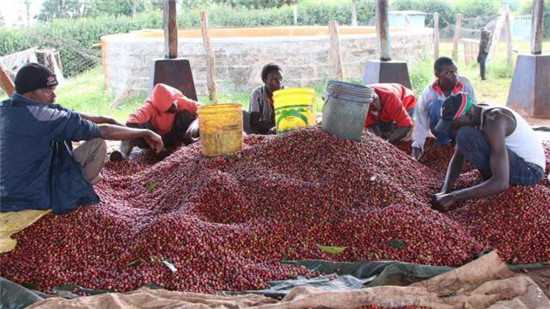 肯尼亚工人们正在挑拣咖啡