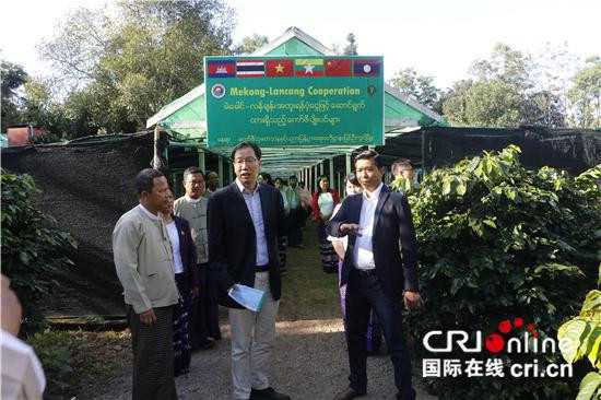 中缅两国官员、专家在咖啡种植园内讨论、交流