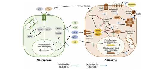 CSE和CHE抑制肥胖相关炎症及胰岛素抵抗的潜在分子机制