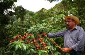 约旦绿色咖啡进口持续增长
