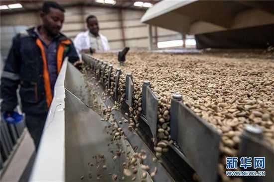 机器筛选出的优质咖啡豆进入下一道工序
