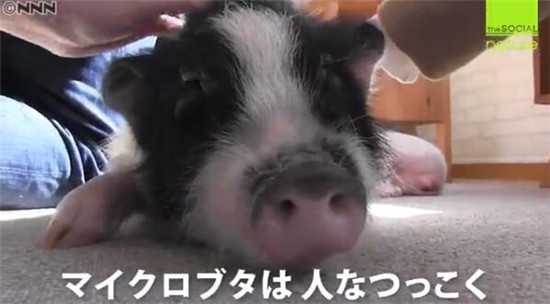 日本东京首家迷你猪咖啡馆在目黑区开业3