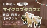 日本东京首家迷你猪咖啡馆在目黑区开业