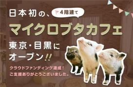 日本东京首家迷你猪咖啡馆在目黑区开业