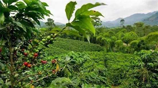哥斯达黎加咖啡的种植特色
