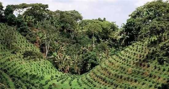 杜利阿尔巴Turrialba