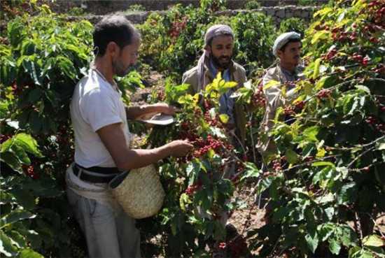 11月28日，在也门萨那省，农民采摘咖啡豆。