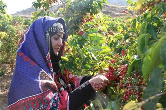 11月28日，在也门萨那省，一位顾客在咖啡园采摘咖啡豆。