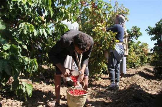 11月28日，在也门萨那省，农民收集采摘的咖啡豆。