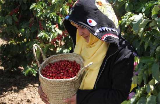11月28日，在也门萨那省，一位顾客展示在咖啡园购买的咖啡豆。