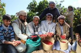 也门迎来咖啡豆收获季