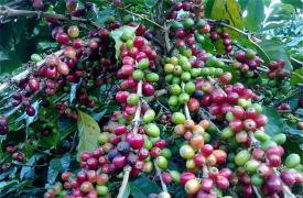 西媒：受气候变化影响 咖啡可能在30年内消失