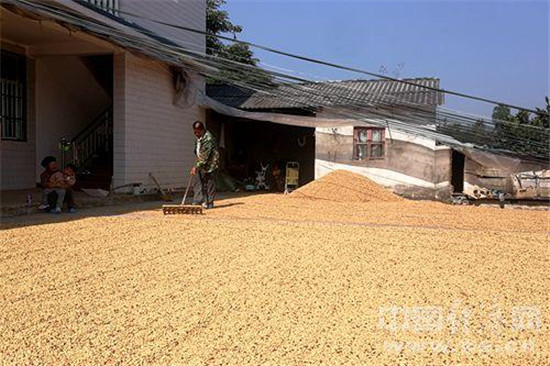 位于普洱市大开河村的咖农在自家院子晾晒咖啡豆。