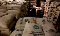 金融时报：新冠病毒引发咖啡豆争夺