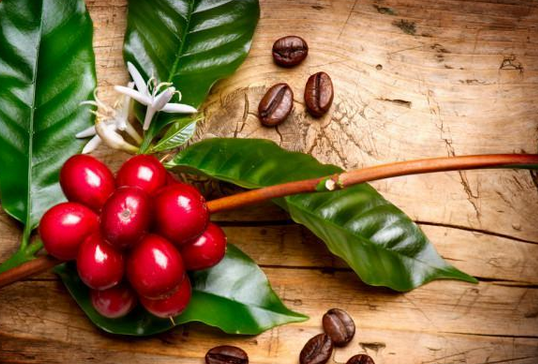 阿拉伯人一开始种植咖啡目的是将其作为胃药