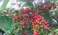 气候变迁造成咖啡的欠收，使咖啡农收入不佳