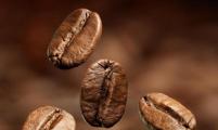安哥拉主要生产什么咖啡豆？