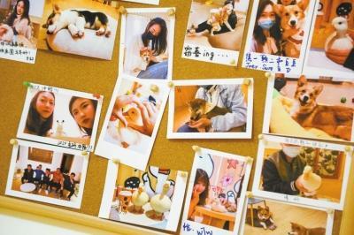 宠物咖啡馆里的照片墙上，满满都是人们和小动物互动的温馨瞬间