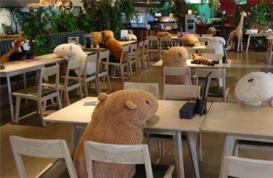 日本咖啡馆中摆满水豚玩偶，意在提醒人们保持社交距离