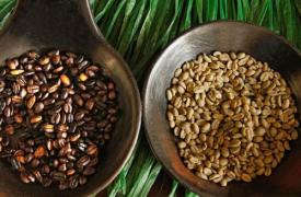 非洲肯尼亚咖啡豆与埃塞俄比亚咖啡豆有何不同