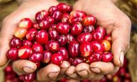 南美侨报网：哥伦比亚咖啡业者“深耕”中国市场