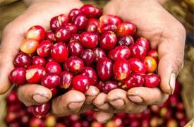 南美侨报网：哥伦比亚咖啡业者“深耕”中国市场