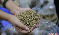 海南福山咖啡：三代人走出种、烘、泡之路