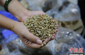 海南福山咖啡：三代人走出种、烘、泡之路