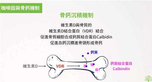 喝咖啡究竟会不会导致骨质疏松?4