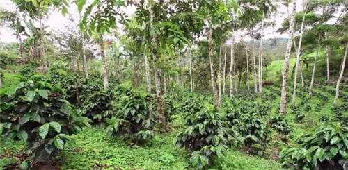 厄瓜多尔的咖啡种植森林