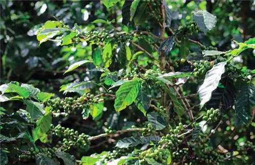 咖啡叶锈病   Huehuetenango, Guatemala