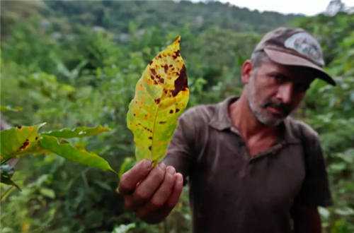 咖啡叶锈病  Honduras