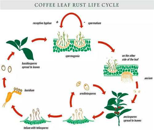 锈菌生命周期