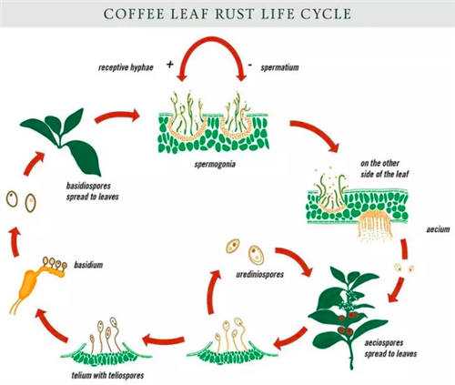 咖啡叶锈病