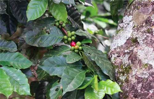 危地马拉咖啡叶锈病