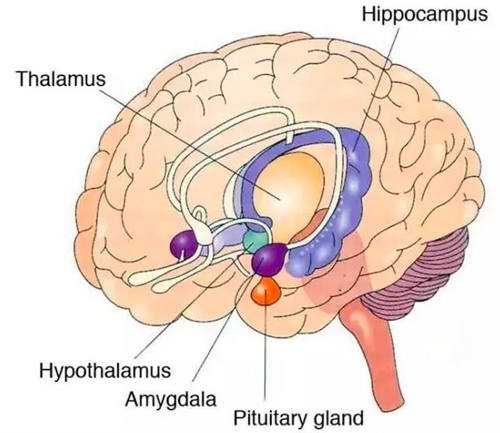 大脑边缘体统的杏仁体/核the amygdala