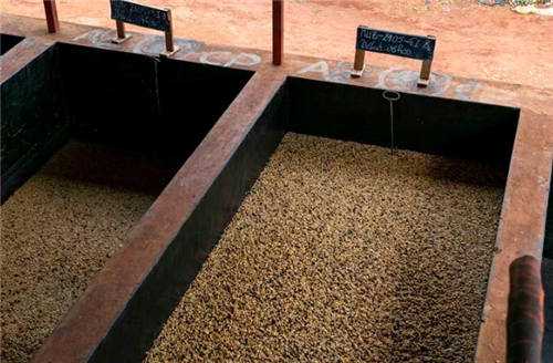 二氧化碳浸渍与厌氧处理在咖啡发酵中的应用6