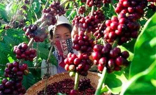 越南的咖啡采摘工