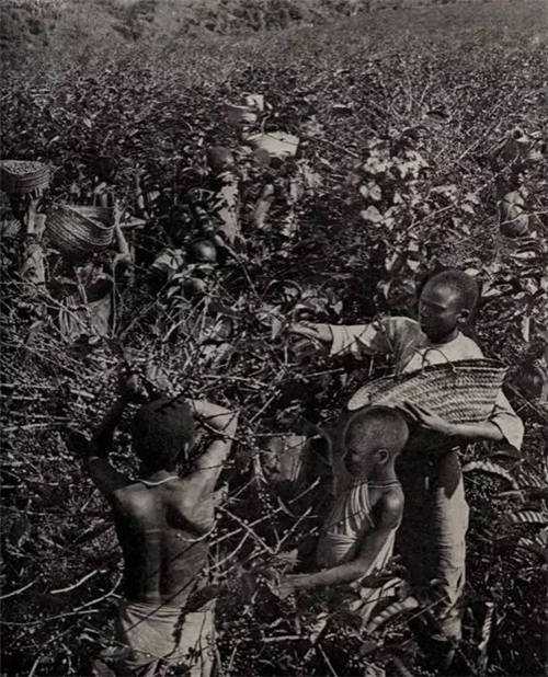 20世纪初,在英国的尼亚萨兰,现在的马拉维,奴隶们正在收获咖啡。