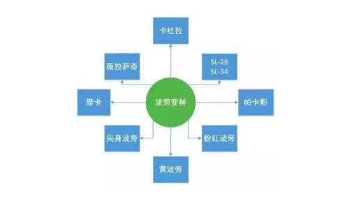 咖啡冷知识之铁皮卡与波旁的风味区别 2