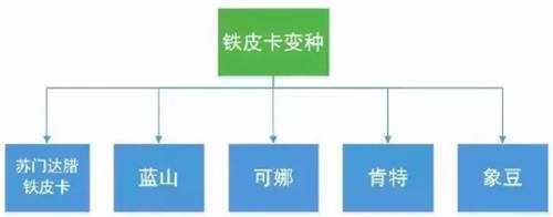 咖啡冷知识之铁皮卡与波旁的风味区别 7