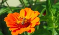蜜蜂有助提高咖啡质量?